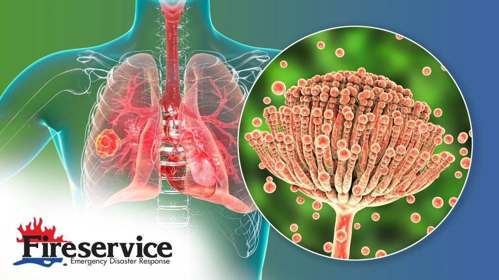 A 3D rendering of a body and mold a spore. 