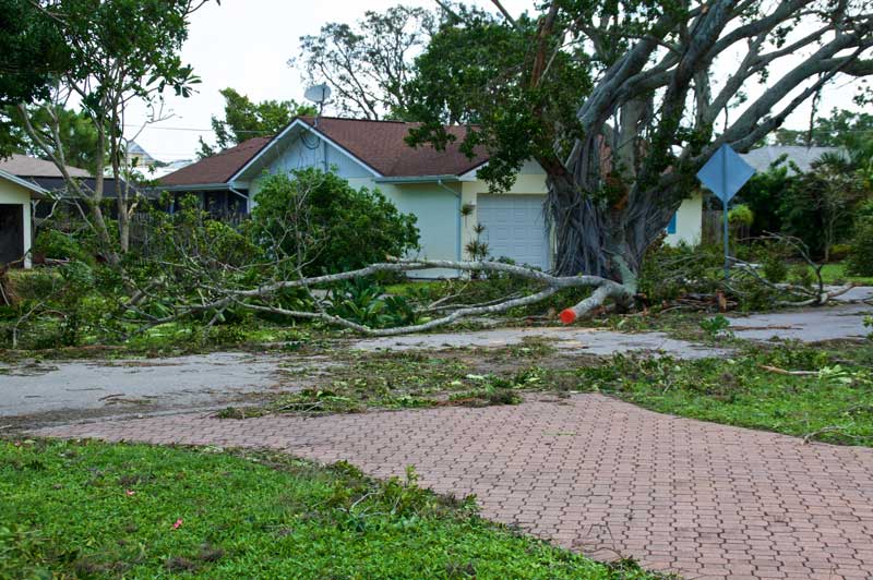 A tree damaged by a storm in a neighborhood.