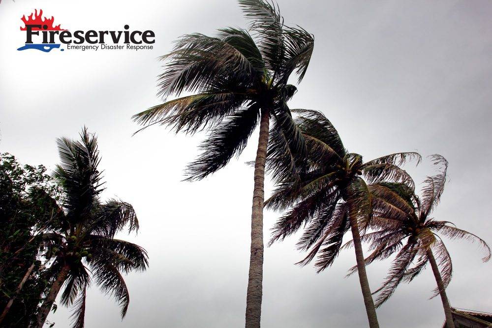 A palm tree blowing in the wind on a dark stormy day.