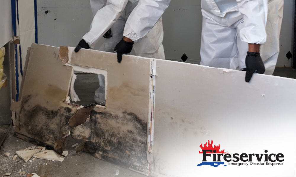 Mold remediation professionals removing mold from a building.